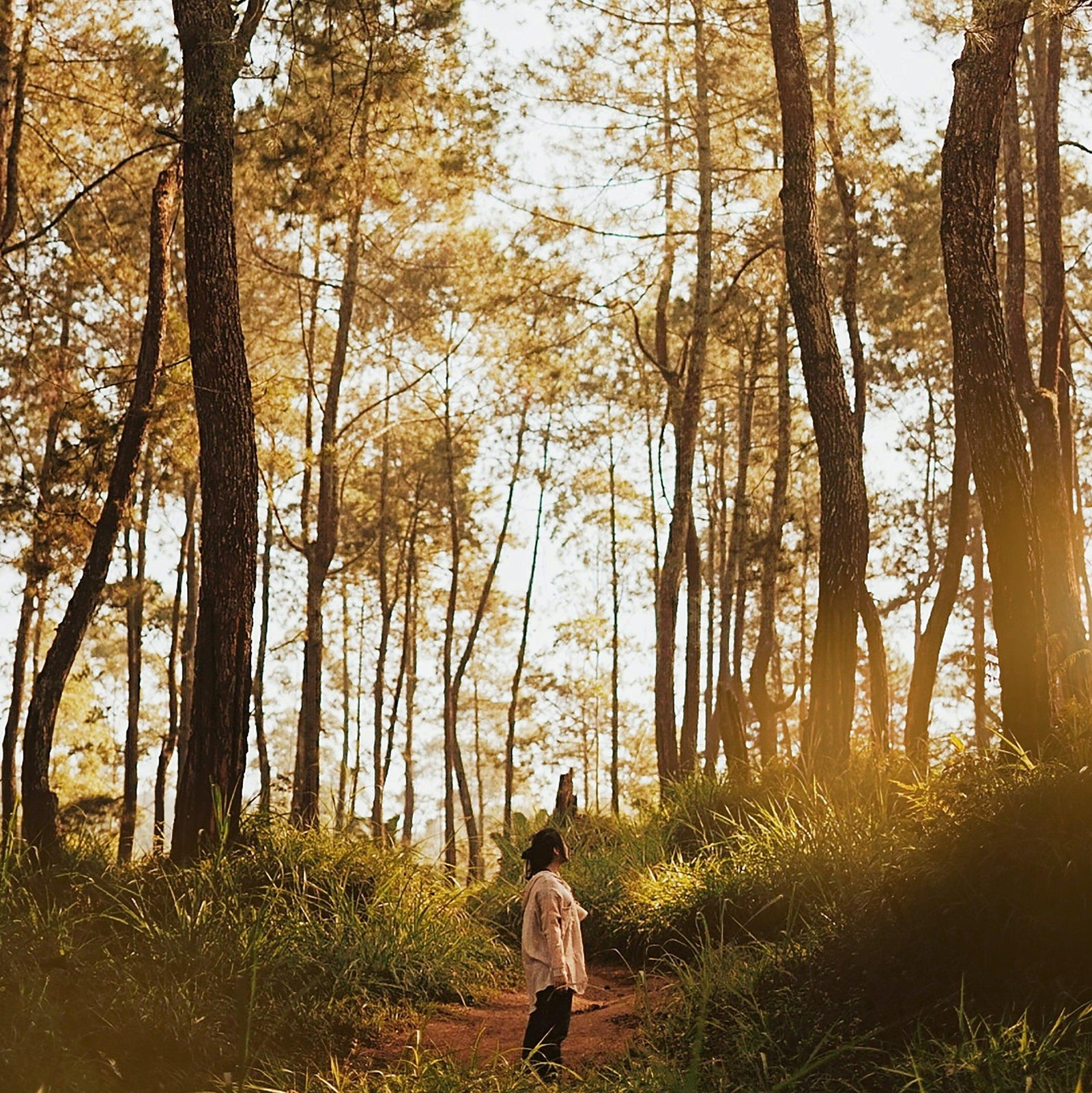 Forest Bathing – No Swimsuit Required